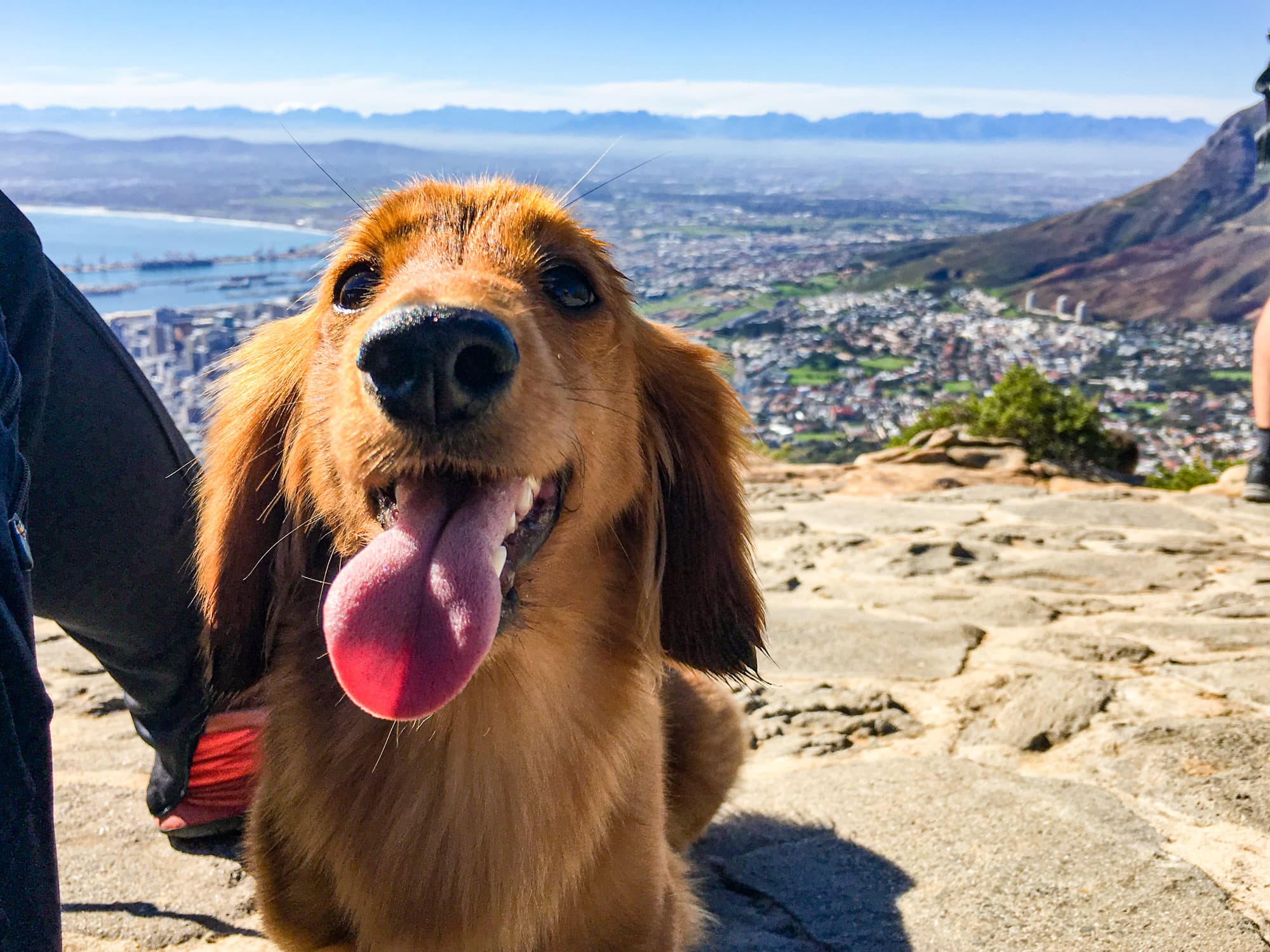 Alpha smiling on top of Lions head